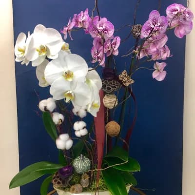 Orchids (decorated) - large - Fresh Flowers Bellevue