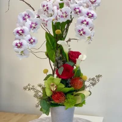 Sacramento Orchid plant arrangement - Fresh Flowers Bellevue